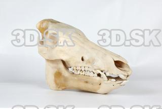 Skull Boar - Sus scrofa 0040